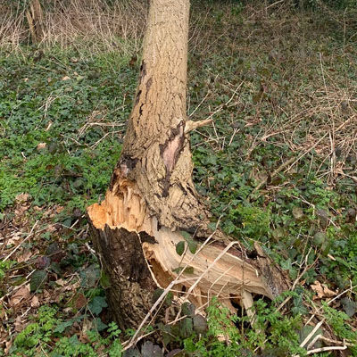 Dead Tree Removal - Warning signs