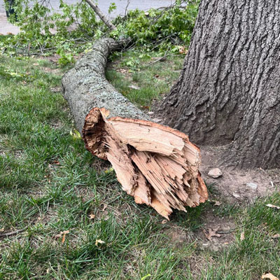 Dead Tree Removal - Dropped branch