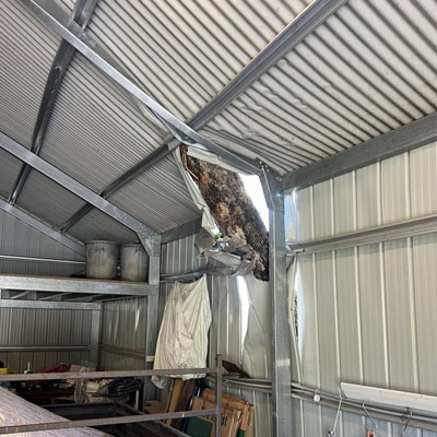 Dead Tree Removal - Damaged Shed