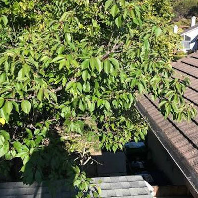 Tree Pruning for Roof and Gutter Clearance - Branch contact with roof