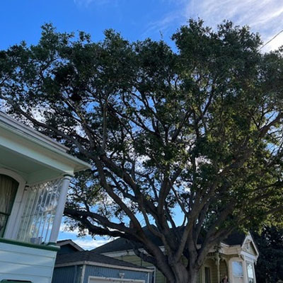 Tree Pruning for Roof and Gutter Clearance - Branches over roof
