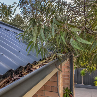 Tree Pruning for Roof and Gutter Clearance - Tree pruning