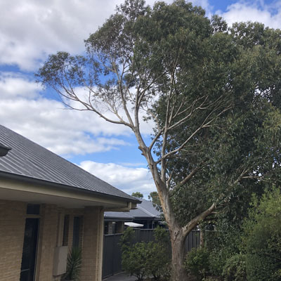 Tree Pruning for Roof and Gutter Clearance - Pruned tree near roof