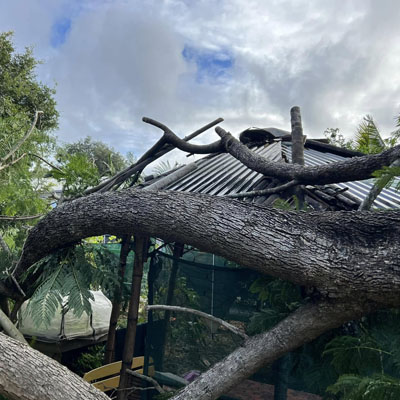 Tree Pruning for Roof and Gutter Clearance - Tree branches over greenhouse
