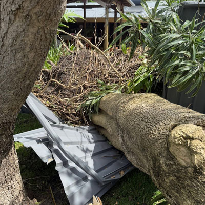 When Tree Work Needs a Qualified Arborist - Tree damaging property