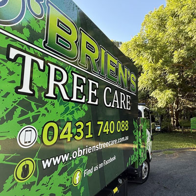 When Tree Work Needs a Qualified Arborist - Choose the right help for the job