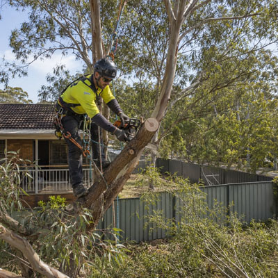 When Tree Work Needs a Qualified Arborist - Tree pruning