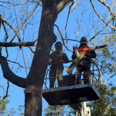 When Tree Work Needs a Qualified Arborist - Tree removal