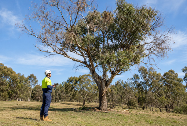 When Tree Work Needs a Qualified Arborist