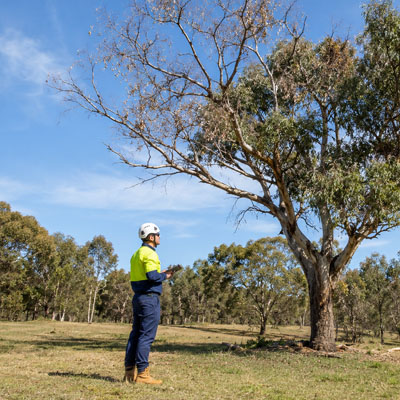 When Tree Work Needs a Qualified Arborist - Assessment of unhealthy tree