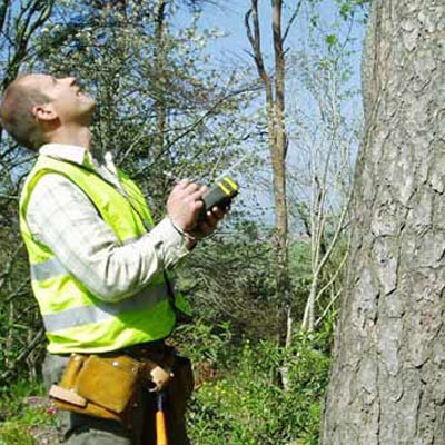 Arborist Report for Building or Renovation Work - Arborist assessment