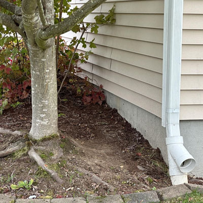 Arborist Report for Building or Renovation Work - Tree roots near existing house