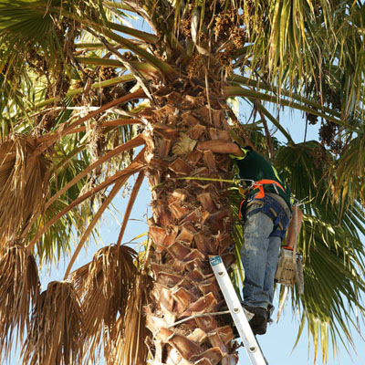 Palm Tree Cleaning - Dead palm fronds