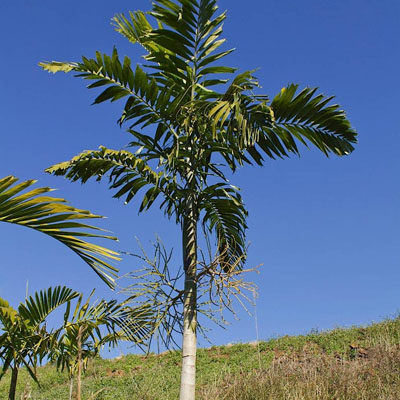 Palm Tree Cleaning - Healthy Palm Tree