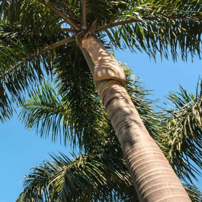 Palm Tree Cleaning - Cleaning