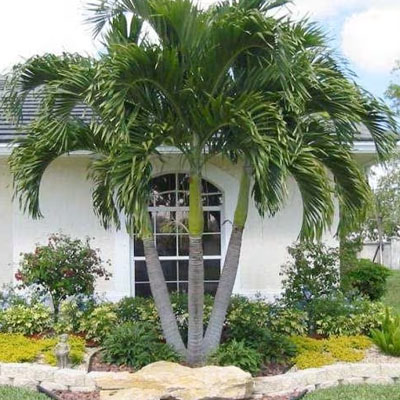 Palm Tree Cleaning - Palm tree near house