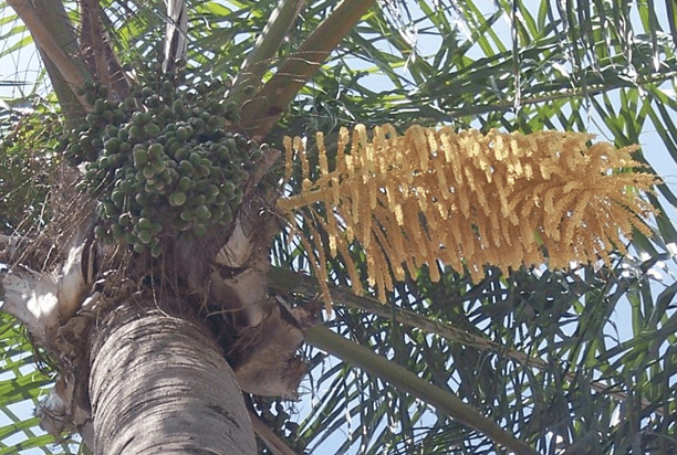 Palm Tree Cleaning: What Should Be Removed and What Should Stay