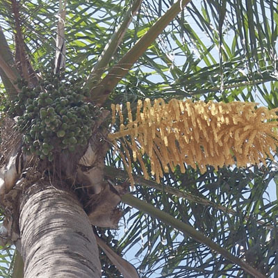 Palm Tree Cleaning - Seed pods