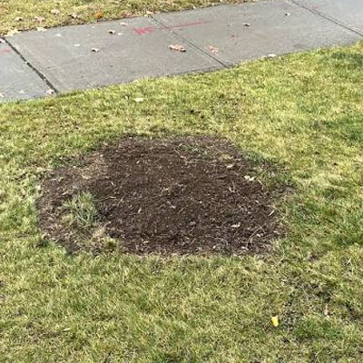 Stump Grinding vs Stump Removal - Settled soil