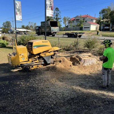 Stump Grinding vs Stump Removal - Stump grinding