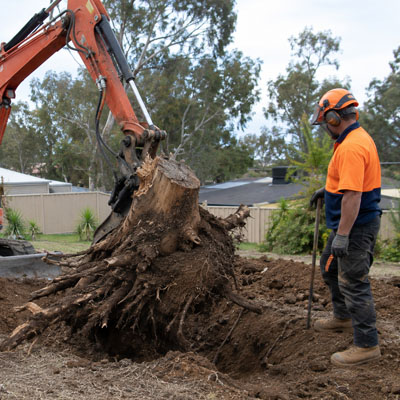 Stump Grinding vs Stump Removal - Stump removal