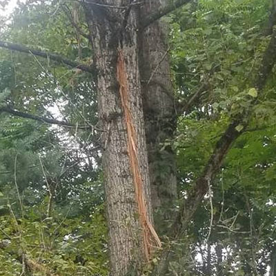 Lightning Damage to Trees - Damaged tree limb