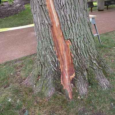 Lightning Damage to Trees - Damaged tree