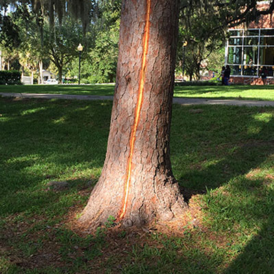 Lightning Damage to Trees - Visible lightning damage