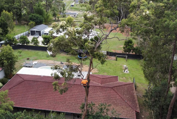 Lightning Damage to Trees: Can a Struck Tree Survive?