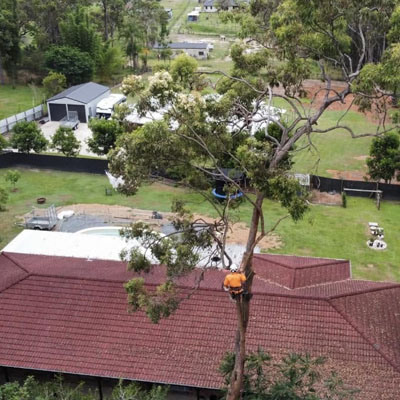 Lightning Damage to Trees - Preventative tree pruning