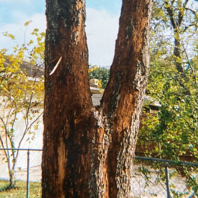 Lightning Damage to Trees - Damage appearing later