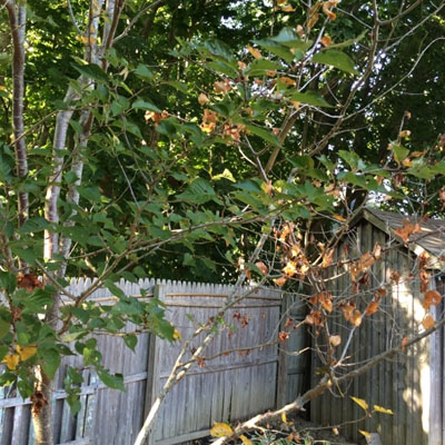 Over-Pruned Trees - Branch dieback