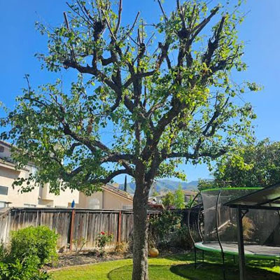 Over-Pruned Trees - Fast regrowth after pruning
