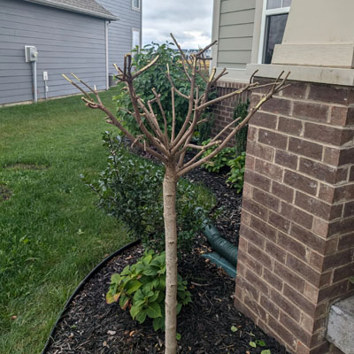 Over-Pruned Trees - No regrowth after over-pruning