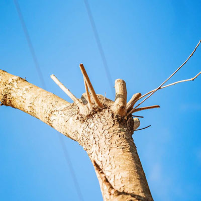 Over-Pruned Trees - Tree pruned too hard