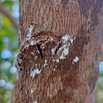 Over-Pruned Trees - Damage to tree after over-pruning