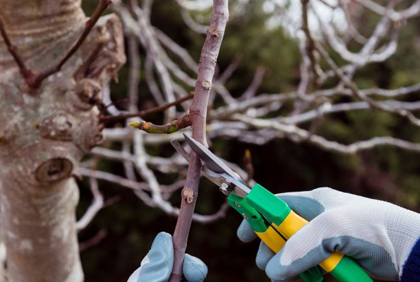 Over-Pruned Trees