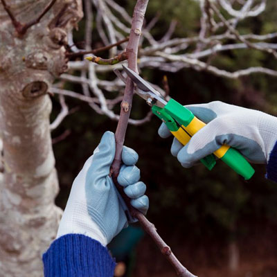 Over-Pruned Trees - Tree pruning