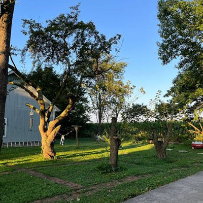 Over-Pruned Trees - Tree regrowth