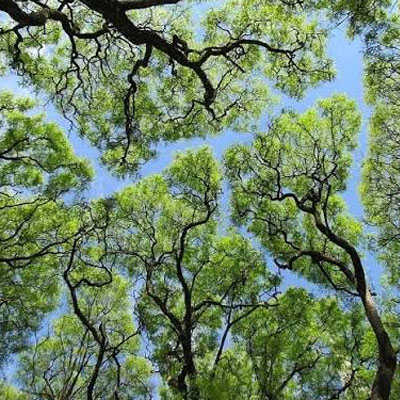 Is It Normal for a Tree to Sway in Strong Wind - Canopy sway