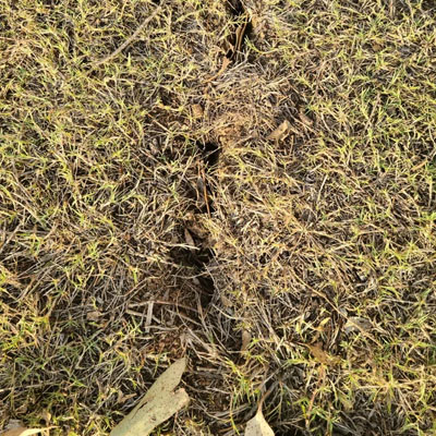 Is It Normal for a Tree to Sway in Strong Wind - Crack in grass due to swaying tree