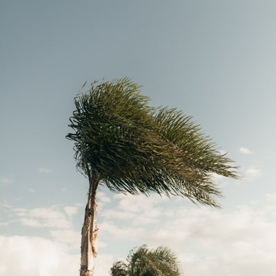 Is It Normal for a Tree to Sway in Strong Wind - heavy wind