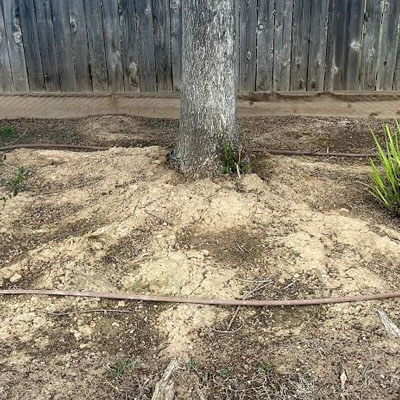 Is It Normal for a Tree to Sway in Strong Wind - Soil movement
