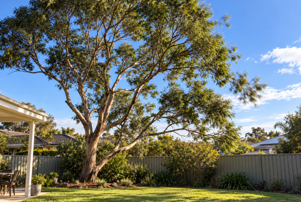 Is It Normal for a Tree to Sway in Strong Wind