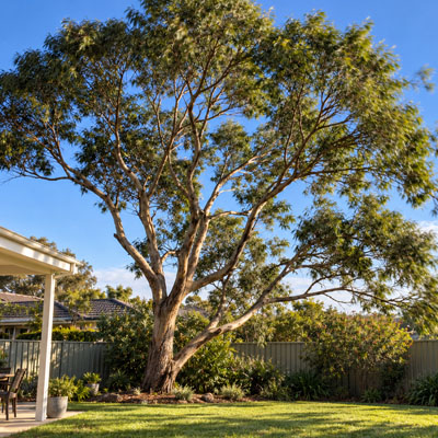 Is It Normal for a Tree to Sway in Strong Wind - Swaying tree