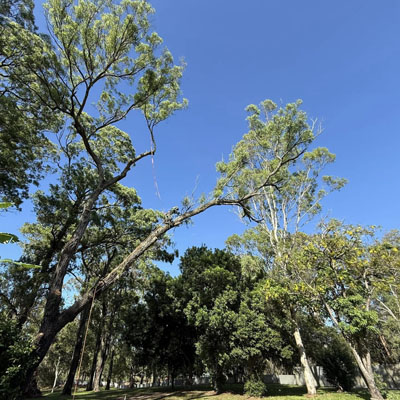 Is It Normal for a Tree to Sway in Strong Wind - Tree pruning
