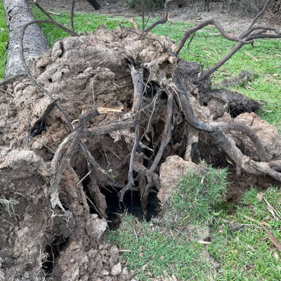 Is It Normal for a Tree to Sway in Strong Wind - Fallen tree