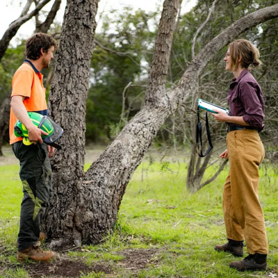 Should You Get an Arborist Report Before Buying a Property - Arborist report