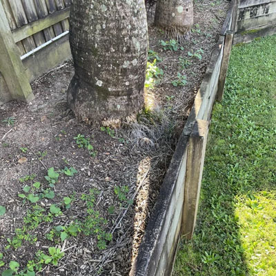 Should You Get an Arborist Report Before Buying a Property - Tree impacting retaining wall