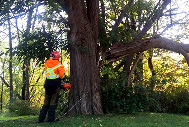 Should You Get an Arborist Report Before Buying a Property
